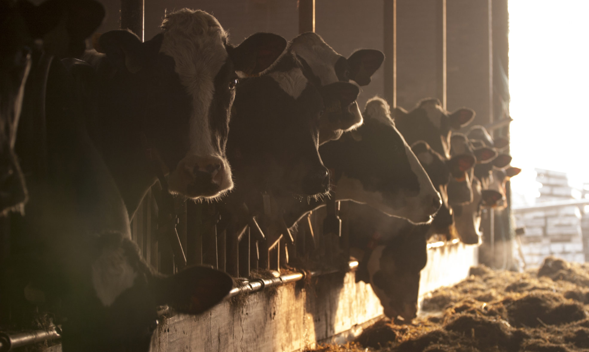 The Traditional, Authentic, and Wholesome Dairy  You've Grown to Love.